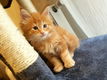 Rasechte Maine Coon-katjes - 1 - Thumbnail