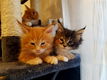 Rasechte Maine Coon-katjes - 2 - Thumbnail