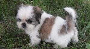 Geweldige Shih Tzu-pups - 1