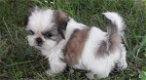 Geweldige Shih Tzu-pups - 1 - Thumbnail