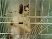 Perzisch kitten op zoek naar nieuw huis - 1 - Thumbnail