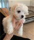 Maltese puppies beschikbaar - 1 - Thumbnail