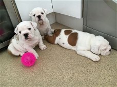 Schattige uitstekende Engelse Bulldog-puppy's