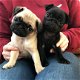 Vriendelijke Pug-puppy's - 1 - Thumbnail