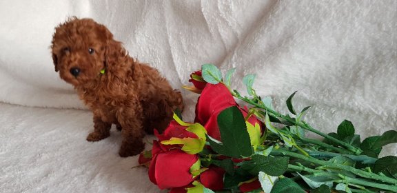 Toy Poodle-puppy's - 1