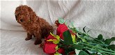 Toy Poodle-puppy's - 1 - Thumbnail