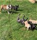 Franse Bulldog puppy's - 1 - Thumbnail