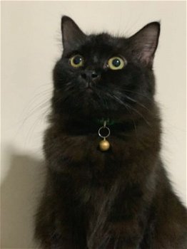 Ragdoll Cat & Kitten voor adoptie uitverkoop - 1