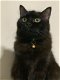 Ragdoll Cat & Kitten voor adoptie uitverkoop - 1 - Thumbnail