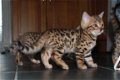 Bengaalse Kittens - 1 - Thumbnail