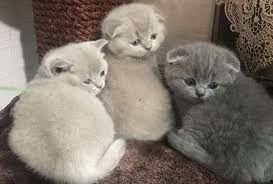 Scottish Fold kittens - 1