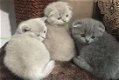 Scottish Fold kittens - 1 - Thumbnail