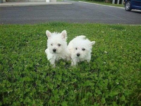 West Highland Terrier Pups - 1