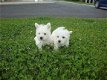 West Highland Terrier Pups - 1 - Thumbnail