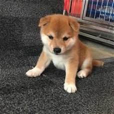 Japanse Shiba Inu-puppy's beschikbaar