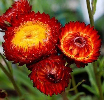 HELICHRYSUM BRACTEATUM FIREBALL 200 zaden € 1,00 - 1