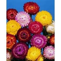 HELICHRYSUM BRACTEATUM FORMULA MIXTURE 200 zaden € 1,00 - 1