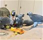 Afrikaanse grijze papegaaien - 1 - Thumbnail