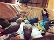 Afrikaanse grijze papegaaien - 3 - Thumbnail