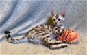 Topkwaliteit Bengaalse Kittens uit Heart and Health geteste ouders te koop in - 1 - Thumbnail