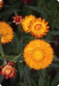 HELICHRYSUM BRACTEATUM GOLDEN YELLOW 200 zaden € 1,00 - 1