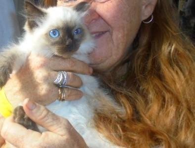 Birman Seal / Tortie en Flame Point Kittens - 1