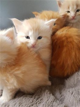 Maine Coon stamboom kittens - 1