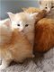 Maine Coon stamboom kittens - 1 - Thumbnail