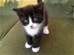 Leuke Kittens - 1 - Thumbnail