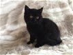 Brits korthaar stamboom kitten - 1 - Thumbnail