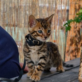 Ben geregistreerd, goed getrainde microchip, ik heb een vriend nodig Bengalen kittens ben nu........ - 1