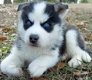 Leuke mannelijke en vrouwelijke Husky pups - 1 - Thumbnail