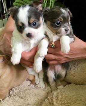 5 chihuahua puppies voor gratis adoptie - 1