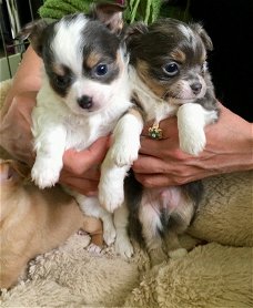 5 chihuahua puppies voor gratis adoptie