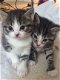 Gratis katten en kittens - 1 - Thumbnail