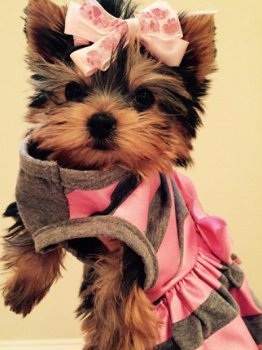 Leuke mannelijke en vrouwelijke Yorkie-puppy's - 1