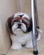 Beschikbare Shih Tzu-puppy's voor adoptie - 1 - Thumbnail