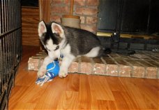 Beschikbare Siberische Husky-puppy's voor adoptie