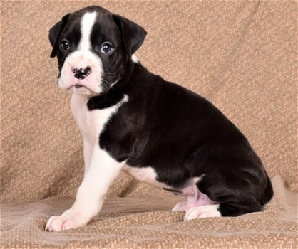 Beschikbare Boston Terrier-puppy's voor adoptie - 1