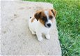 Beschikbare Jack Russell Terrier-pups voor adoptie - 1 - Thumbnail