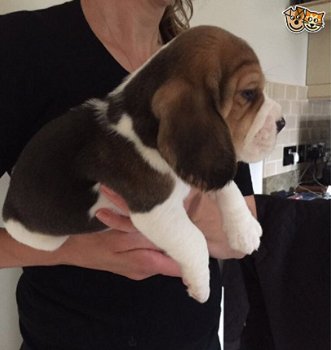 Beschikbare Beagle Pups ter adoptie Aanbiddelijk - 2