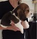 Beschikbare Beagle Pups ter adoptie Aanbiddelijk - 2 - Thumbnail