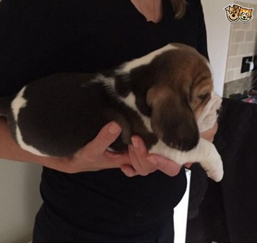 Beschikbare Beagle Pups ter adoptie Aanbiddelijk - 3