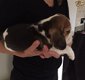 Beschikbare Beagle Pups ter adoptie Aanbiddelijk - 3 - Thumbnail