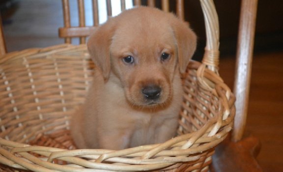 Beschikbare Labrador Retriever-puppy's voor adoptie - 3