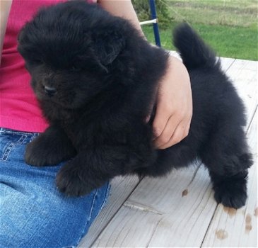 Beschikbare Chow Chow Pups voor adoptie - 1