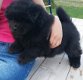 Beschikbare Chow Chow Pups voor adoptie - 1 - Thumbnail