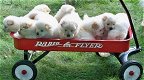 Beschikbare Chow Chow Pups voor adoptie - 3 - Thumbnail