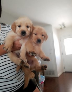 Beschikbare Golden Retriever-puppy's voor adoptie - 1