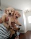 Beschikbare Golden Retriever-puppy's voor adoptie - 1 - Thumbnail